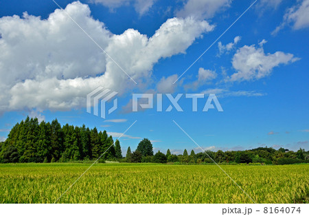 見沼田圃・秋の加田屋新田 8164074