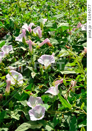 見沼田圃・セイヨウヒルガオ　ヒルガオ科 8164077
