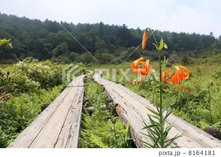井戸湿原の夏 8164181