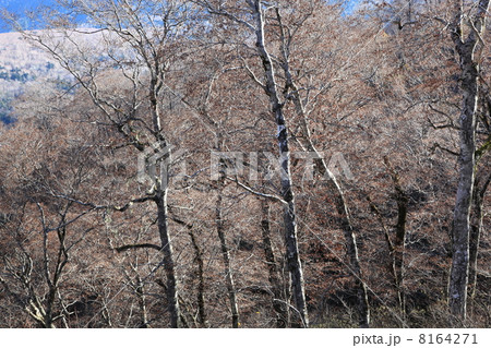 初冬の雑木林(西吾妻スカイバレー) 初冬の雑木林(西吾妻スカイバレー) 8164271