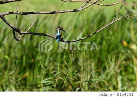 カワセミ 8164351