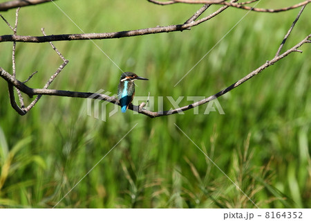 カワセミ 8164352