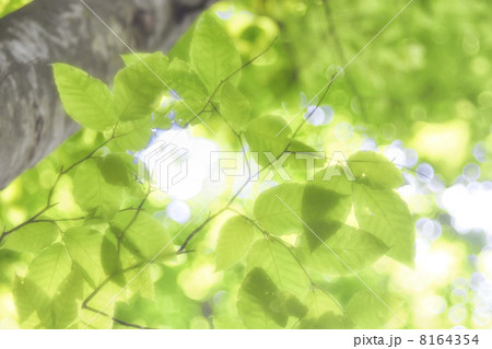 新緑の葉 8164354