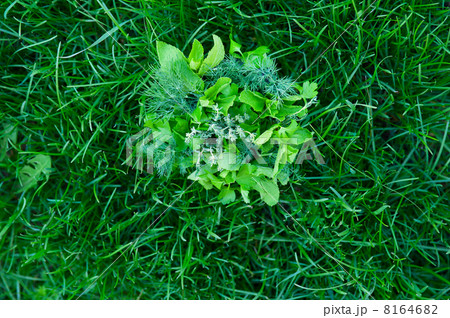 food greens food greens 8164682