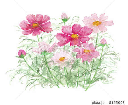 Cosmos Stock Illustration