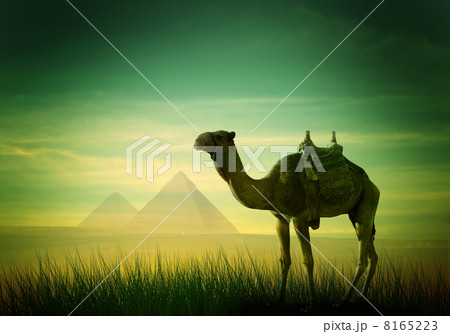 Camel in desert 8165223