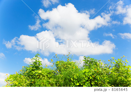 荒川の川原に咲くヒマワリの花と青い空 8165645