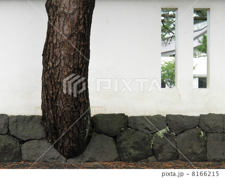 木と共に暮らす 木と共に暮らす 8166215