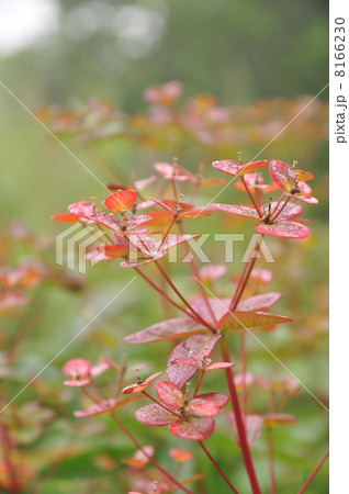 ハクサンタイゲキ 8166230