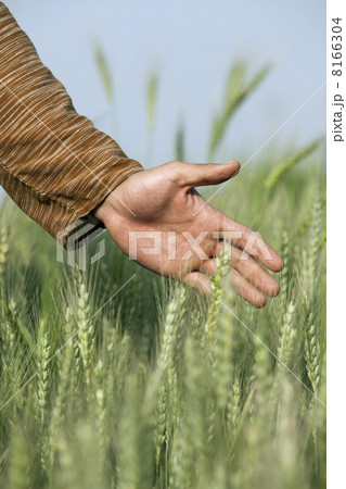 Male hand touching wheat stalks Male hand touching wheat stalks 8166304