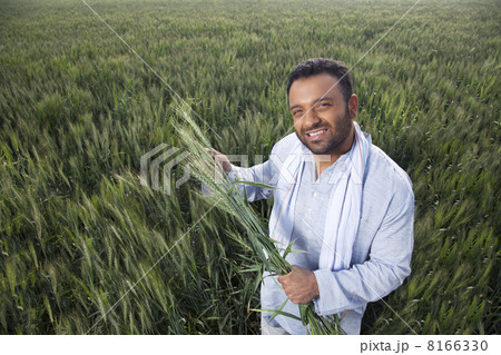 Portrait of an Indian man holding crop plant Portrait of an Indian man holding crop plant 8166330