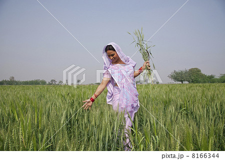 An Indian female farm worker walking through wheat field An Indian female farm worker walking through wheat field 8166344