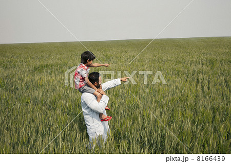 Father and son pointing at something while standing in wheat field 8166439