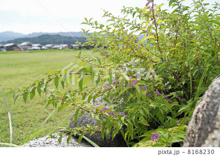 コムラサキと香具山 8168230