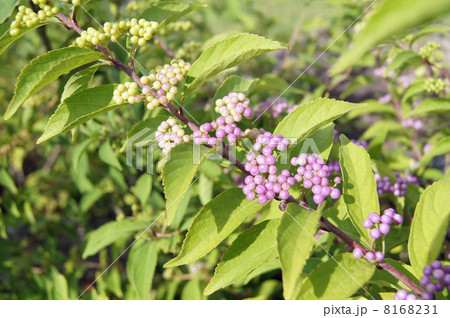 コムラサキ 8168231