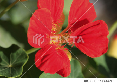 キンレンカ キンレンカ 8168641