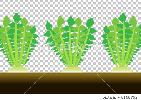 大根の収穫のイラスト素材