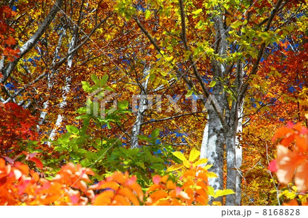 全山紅葉した有峰 8168828