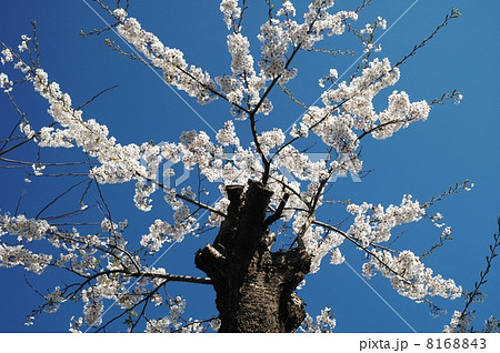 剪定されつつも懸命に咲き誇る桜 剪定されつつも懸命に咲き誇る桜 8168843