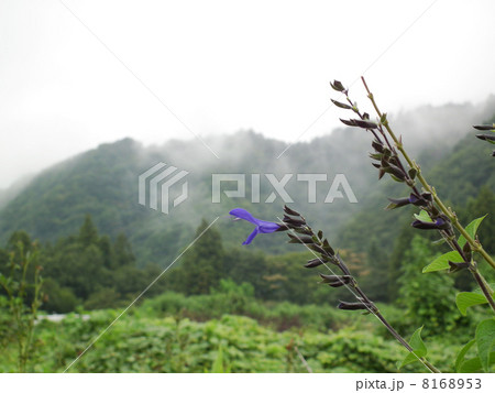 道志街道　サルビアグアラニチカ 8168953