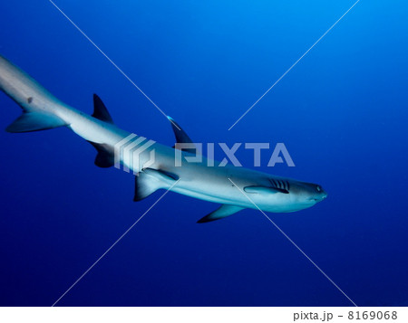 ネムリブカ 8169068