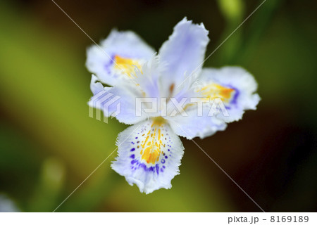 シャガ シャガ 8169189