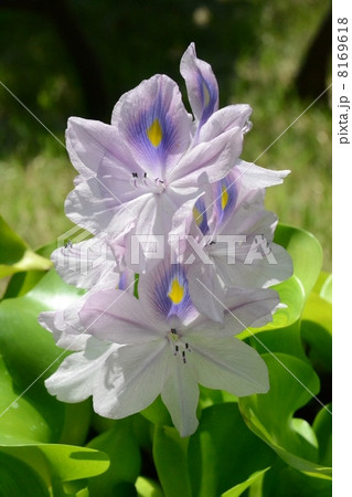 ホテイアオイ 8169618