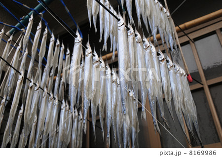 さより干し 8169986