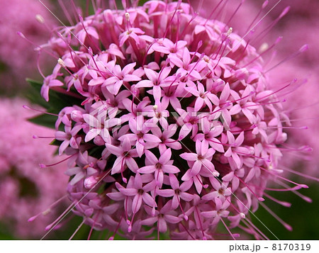 ピンクの小さな花の集まりの写真素材