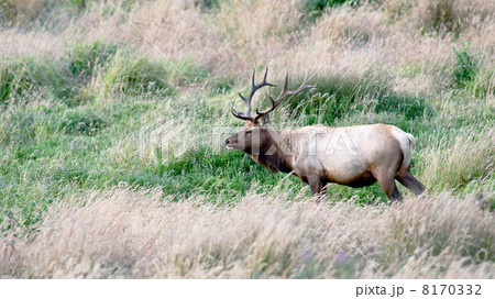 A Tule Elk in Point Reyes National Seashore 8170332