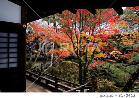 紅葉の永観堂 紅葉の永観堂 8170412