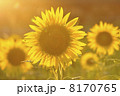 夕暮れの向日葵1 8170765