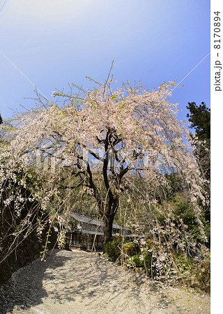 市川家のしだれ桜 市川家のしだれ桜 8170894