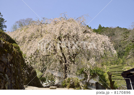 市川家のしだれ桜 8170896
