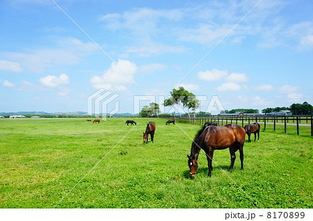 北海道の馬 北海道の馬 8170899