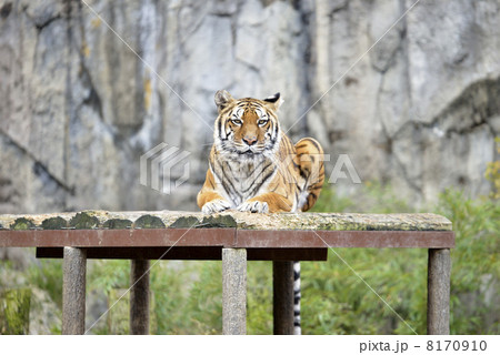 ベンガルトラ 8170910