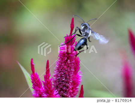 クロアナバチ クロアナバチ 8170914