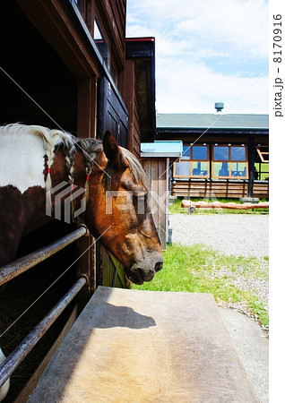 厩舎の馬 厩舎の馬 8170916