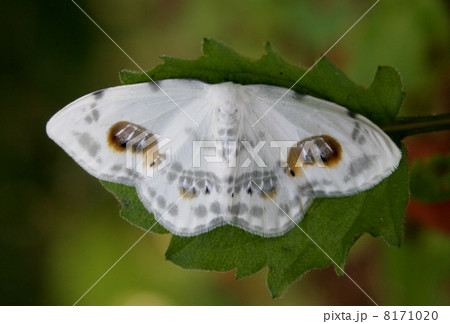 ヒトツメカギバ 8171020