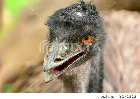 エミュー 8171312