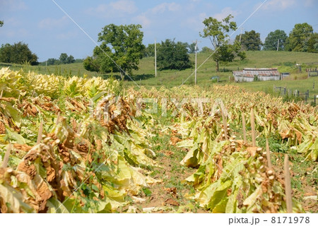 アメリカ　葉タバコ農家 8171978