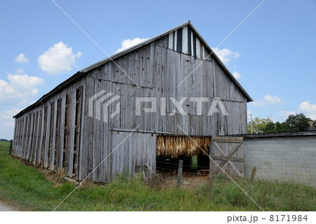 アメリカ　葉タバコ農家 8171984