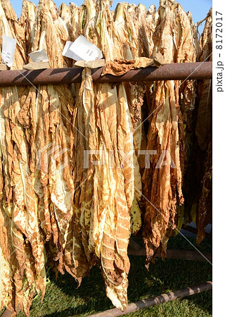 アメリカ　葉タバコ農家 8172017