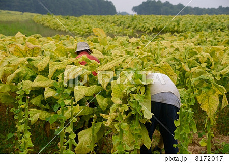 アメリカ 葉タバコ 農作業 アメリカ 葉タバコ 農作業 8172047