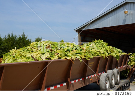 アメリカ　葉タバコ栽培 8172169