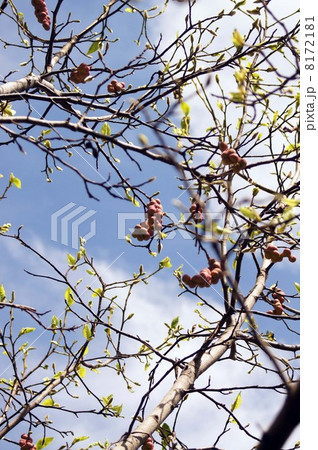 例年にない酷暑で、季節外れの花が咲き、同時に実を付けた辛夷の木 例年にない酷暑で、季節外れの花が咲き、同時に実を付けた辛夷の木 8172181