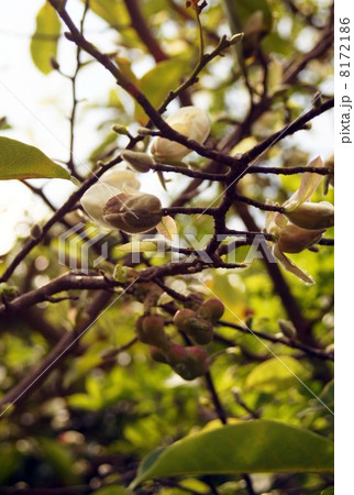 例年にない酷暑で、季節外れの花が咲き、同時に実を付けた辛夷の木 例年にない酷暑で、季節外れの花が咲き、同時に実を付けた辛夷の木 8172186