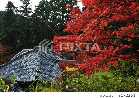 京都　十輪寺の紅葉 8172251