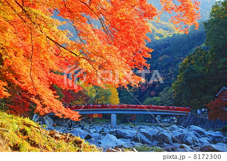 紅葉狩り 8172300