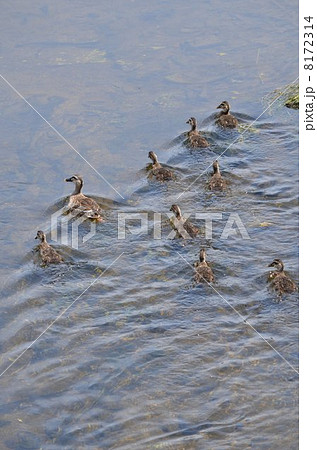 カルガモの家族 8172314